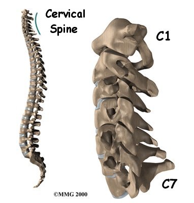 Upper Back & Neck