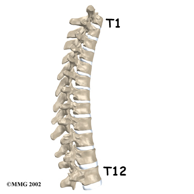 Thoracic Herniation Anatomy - Thoracic Spine