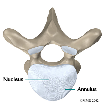 Thoracic Herniation Anatomy - Disks