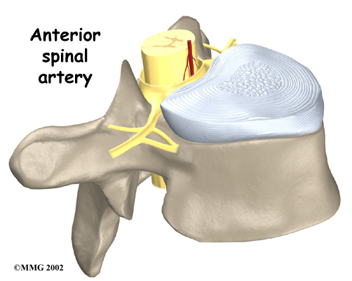 Thoracic Herniation Anatomy - Anterior Spinal Artery