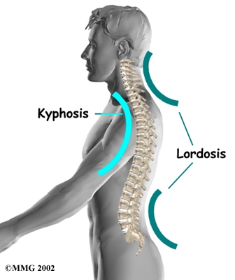 Lumbar Anatomy