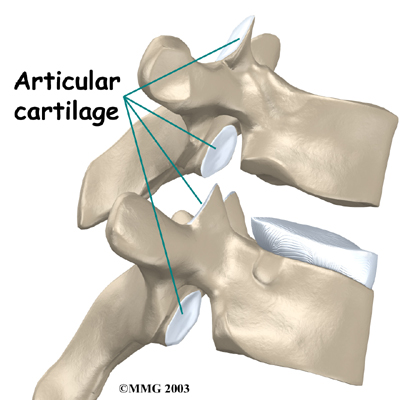 Thoracic Spine Anatomy - Articular Cartilage