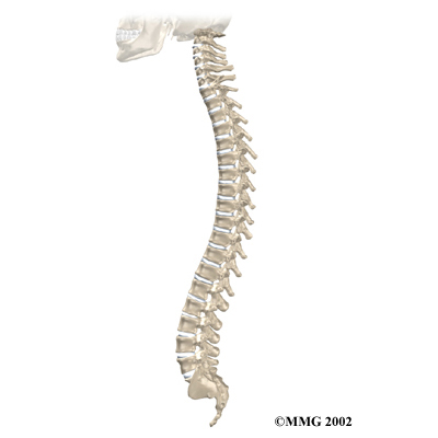 Thoracic Spine Anatomy