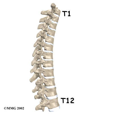 Thoracic Spine Anatomy