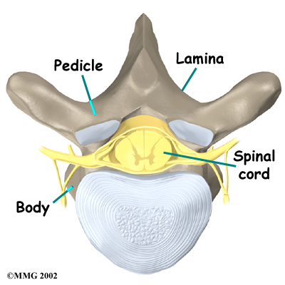 Thoracic Spine Anatomy - Projections