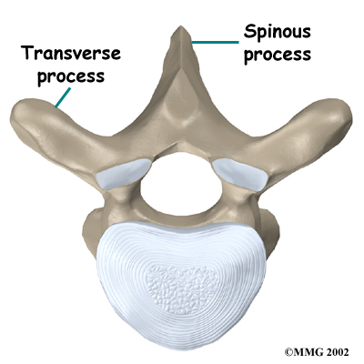 Thoracic Spine Anatomy - Emerald Hills Physio