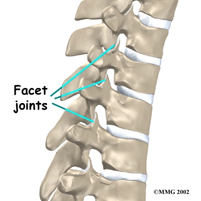 Thoracic Spine Anatomy - Facet Joints