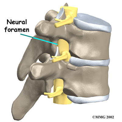 Thoracic Spine Anatomy – Neural Foramen