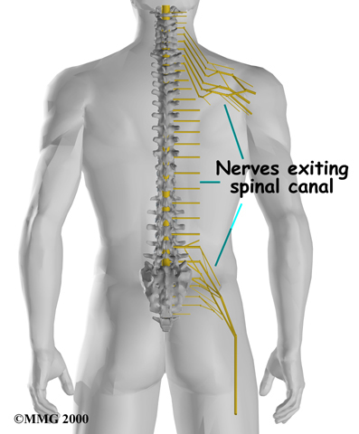 Thoracic Spine Anatomy - Nerves in Spinal Canal