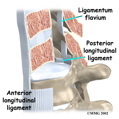 Thoracic Spine Anatomy - Connective Tissues