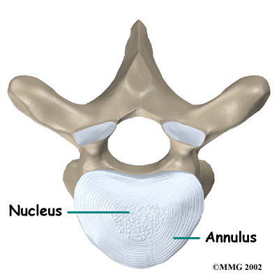 Thoracic Spine Anatomy - Parts of Intevertebral Disc