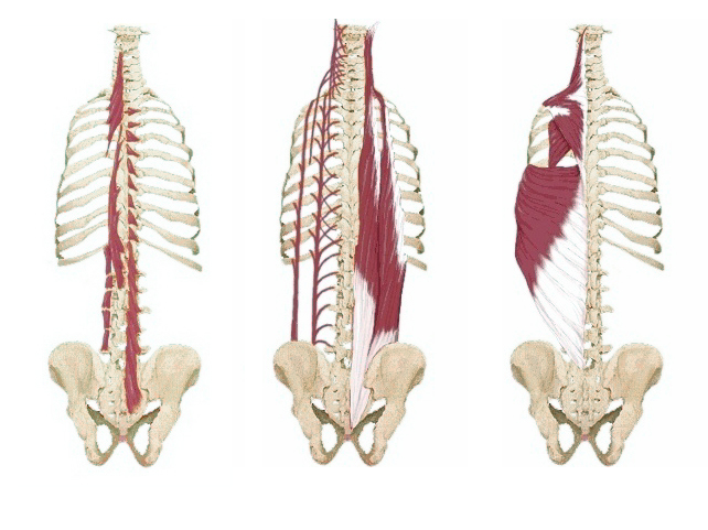 Thoracic Spine Anatomy - Muscles