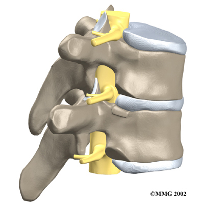 Thoracic Spine Anatomy – Spinal Segments