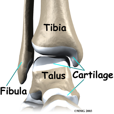 Cartilage