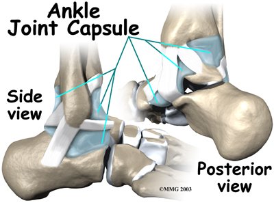 Joint Capsule