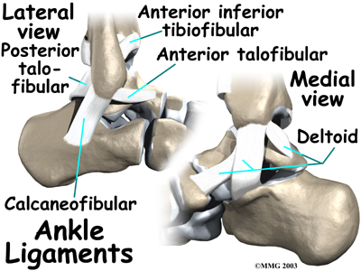 Three Main Ligaments