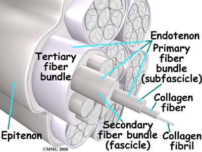 Collagen