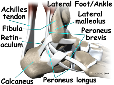 Posterior Tibial Tendon Muscles