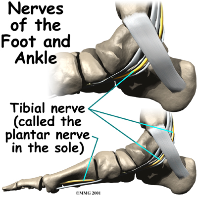 Tibial Nerve - Ankle Anatomy