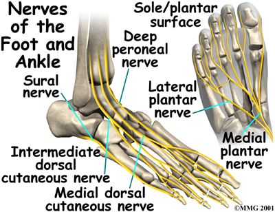 Nerves on Front & Outer Edge - Ankle Anatomy