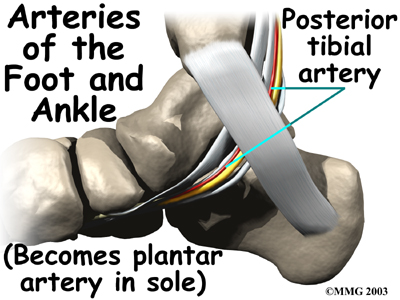 Posterior Tibial Artery – Ankle Anatomy