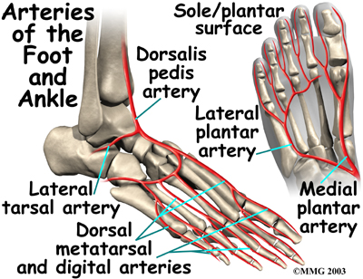 Arteries Entering The Foot – Ankle Anatomy