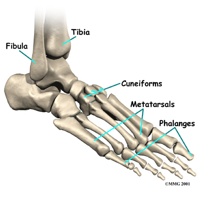 Introduction to Foot 