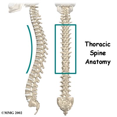 Upper Back and Neck