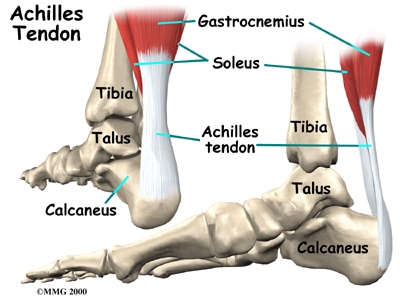 Achilles tendon