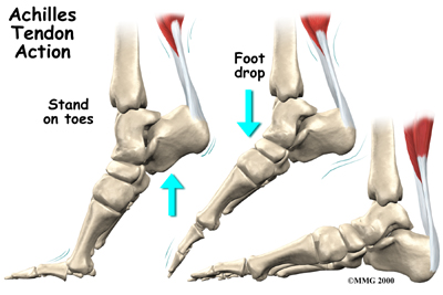 Achilles tendon Action