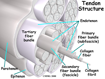 Tendon Structure