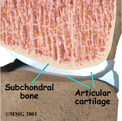 Knee Joint Anatomy