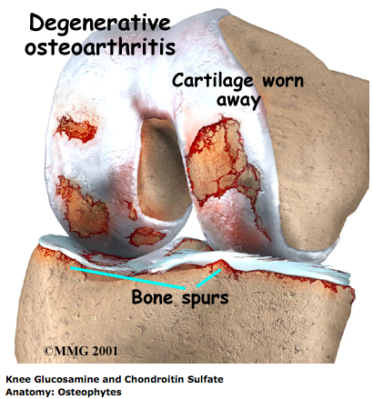 Knee Joint Anatomy - Emerald 