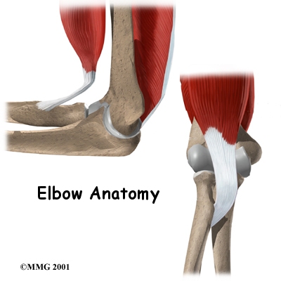 Elbow Anatomy