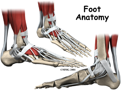 Foot Anatomy 