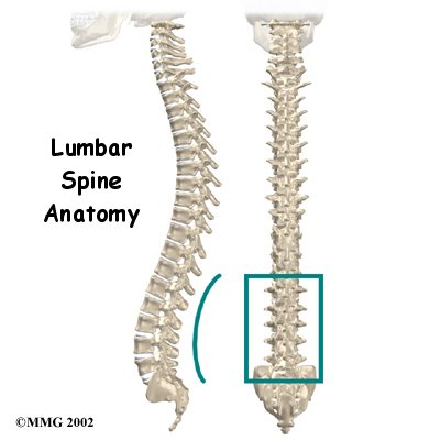 Lumbar Spine Anatomy