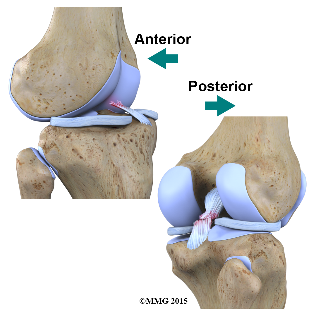 Anterior and Posterior Views